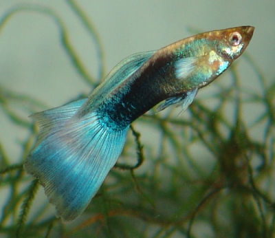 Blue guppy